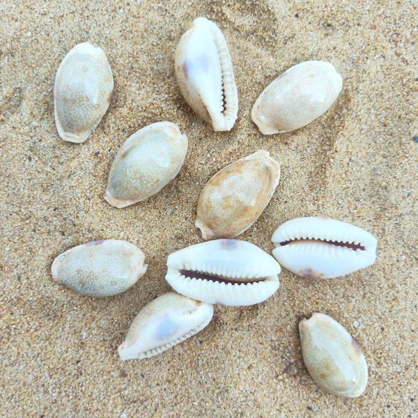 

2pcs rare conch shell specimen snail nautical home decor craft collectibles natural conch fish tank aquarium landscape sea decor h sqcrpu