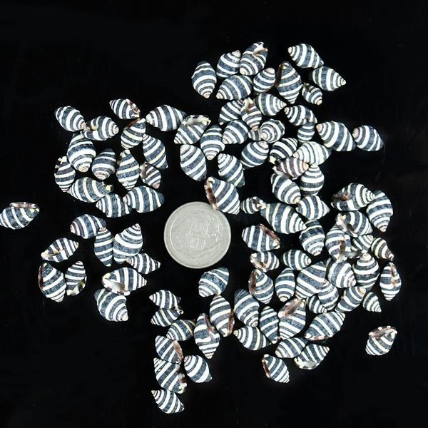 

10pcs natural striped conch seashells nautical home decor snail shell conch specimen micro landscape beach wedding decorations h wmttss