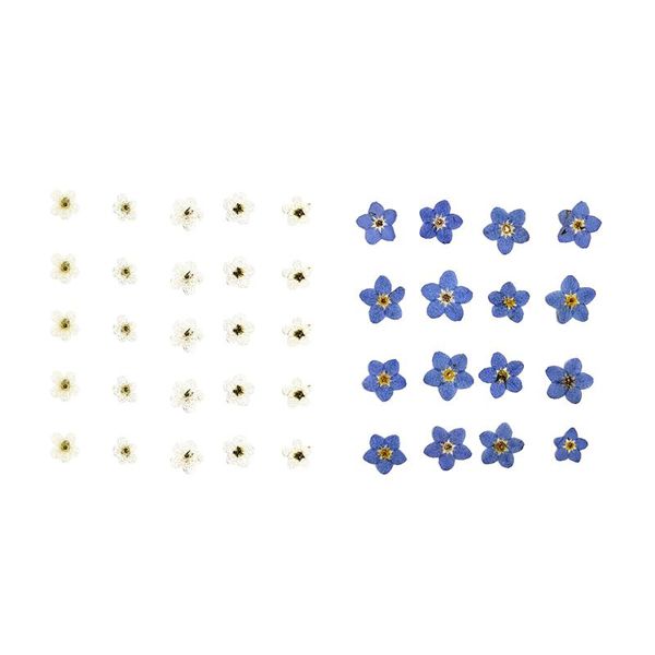 

20x pressed flower forget-me-not natural dried flowers diy art floral decors