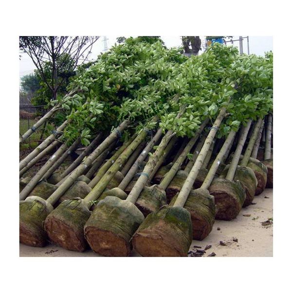 

white non-woven fabric soft-sided highly breathable grow pots planter bag with handles price large planters bbytud bdesports