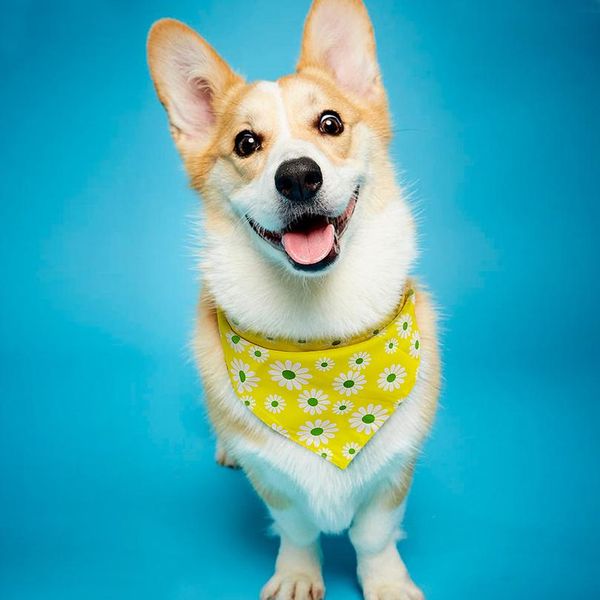 

dog accessories bandana collar cotton printed pet dog cat bandana scarf adjustable neckerchief for small medium dogs c wmtqgx