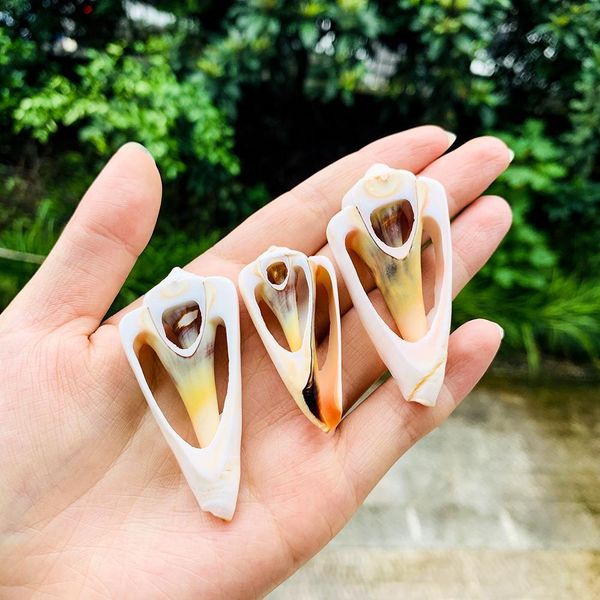 

5pcs 42 61mm natural shell conch decor diy jewelry pendants accessories specimen home decoration seashells for jewelry making h jllkgs