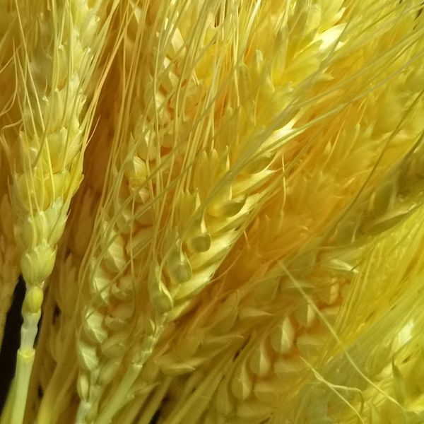 

50pce/bundle preserved flower ear of wheat plant natural decorative handmade flower branch decoration for home living room artificial flower