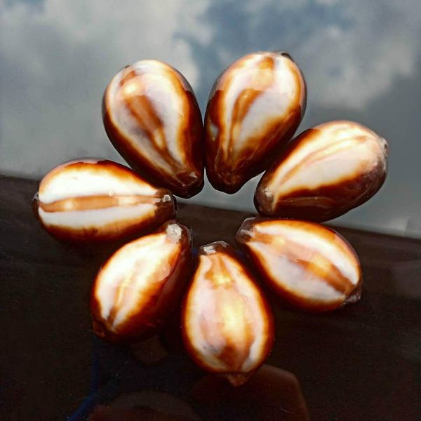 

2pcs natural shells conch snail kangaroo seashells nautical beach home decor fish tank micro landscape specimen collectibles h bbyjme