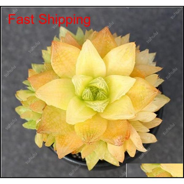 

100 pcs potted succulents fleshy shining green plants haworthia cooperi yulu truncata flower seed lithops pseudotrunca qylesf bdetoys
