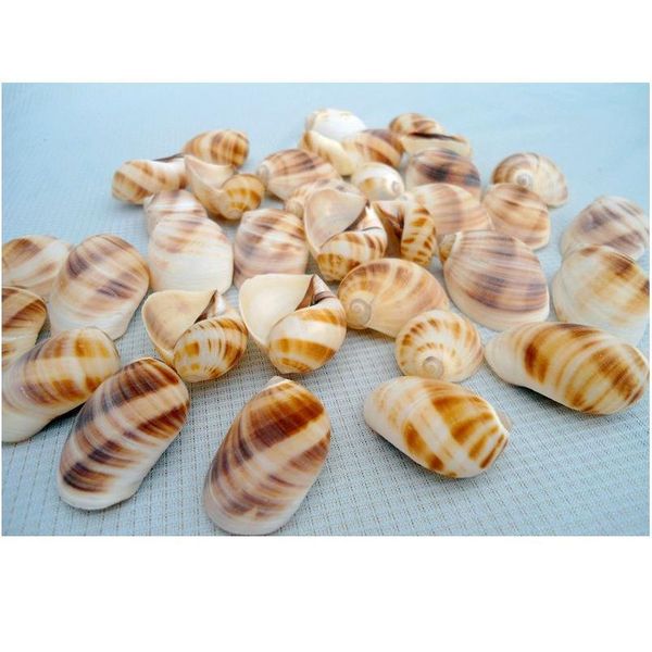 

happykiss 10pcs natural ornament conch shells cat's eye screw the mediterranean home decoration aquariu jlllvr