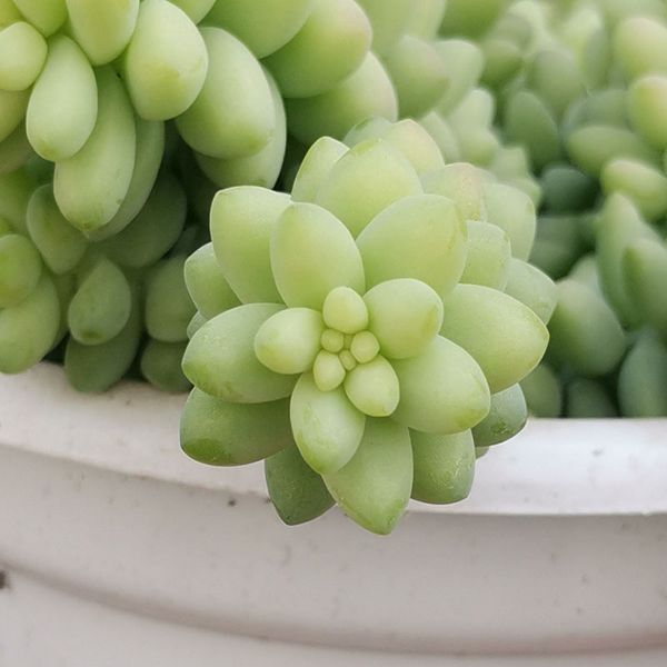 

true flowers sedum marganianum succulent plant potted suitable for home desk office interior home decoration garden planting landscape
