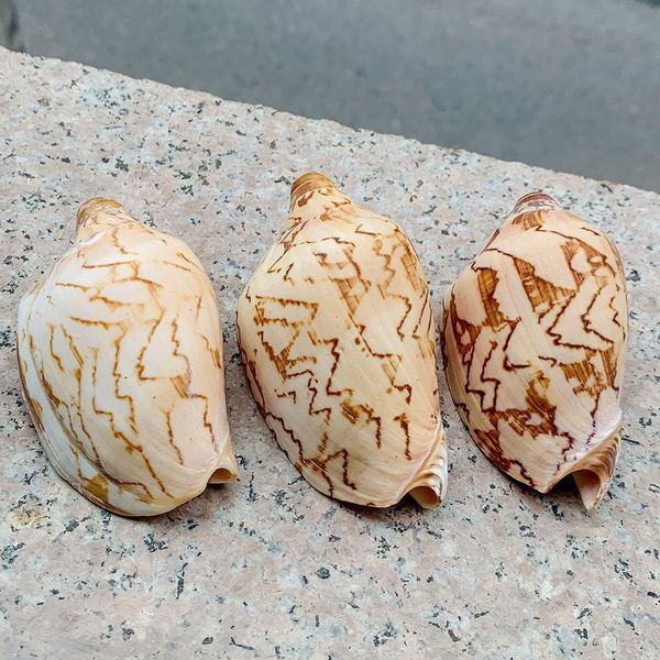 

wave conch sea shells nautical decor natural shell conch decor fish tank aquarium scenic decoration micro landscape specimens h jllgia