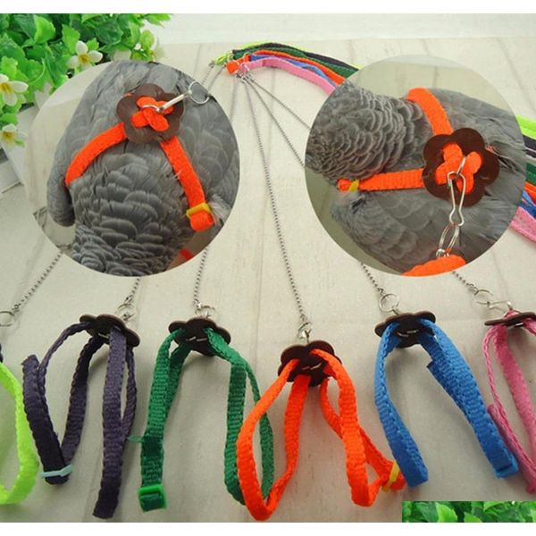 

let's pet colorful parrot bird leash outdoor adjustable harness training rop qylchh sports2010