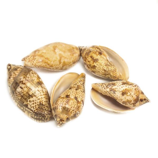 

5 9cm natural spot conch shell snail diy fish tank aquarium decorations seashells micro landscape specimen nautical home decor h bbyjjx