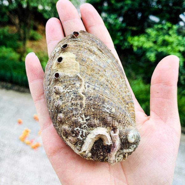 

1pc 8 10cm natural seashells abalone shell nautical home decor beach wedding decorations soap dish diy aquarium landscape h jlltfi