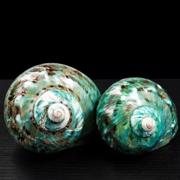 

8 12cm natural rare big conch shell green turbo nautical home decor collectibles specimen stripe snail seashell wedding decor h bbyiqf