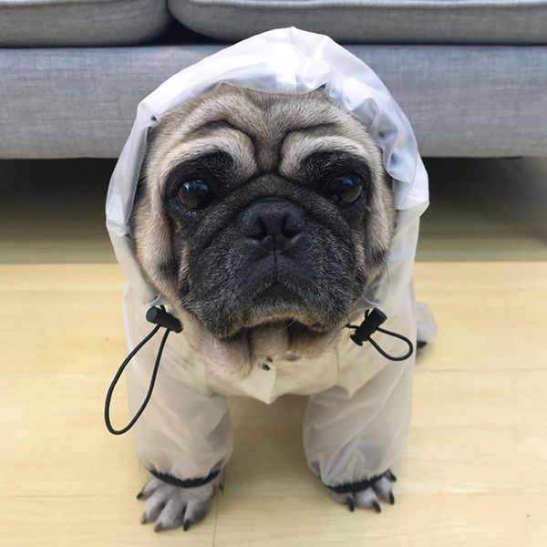 

прозрачная собака плащный комбинезон водонепроницаемая одежда для собаки йорки йоркшир поморский пудель schnauzer pug одежда одежды bbybyt