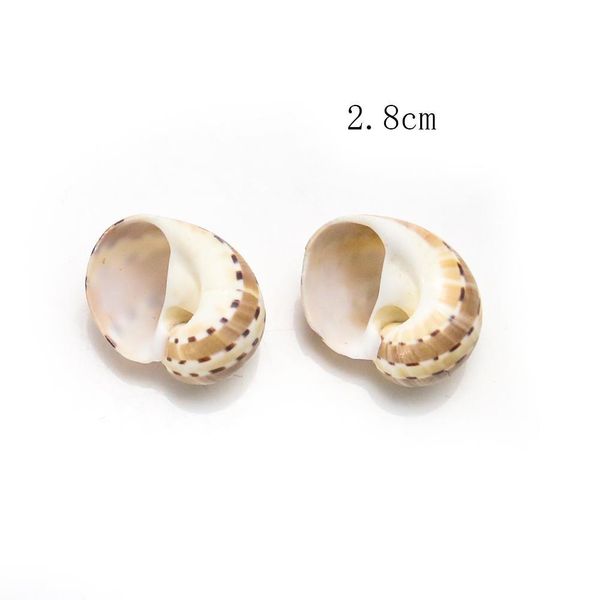 

2 3cm natural conch shell butterfly winged conch speck jade conch collection specimen special for hermit crab aquarium landscape h bbyiee