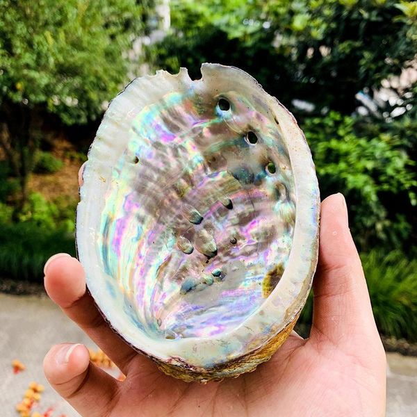 

10 12cm natural abalone shell large sea shells nautical home decor soap dish diy fish tank aquarium landscape wedding decor h jllnck