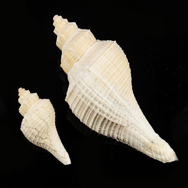 

seashell japanese sea shells rare giant tuba fish tank landscaping aquarium decoration shooting props hemifusus crassicaudus h jllmtl