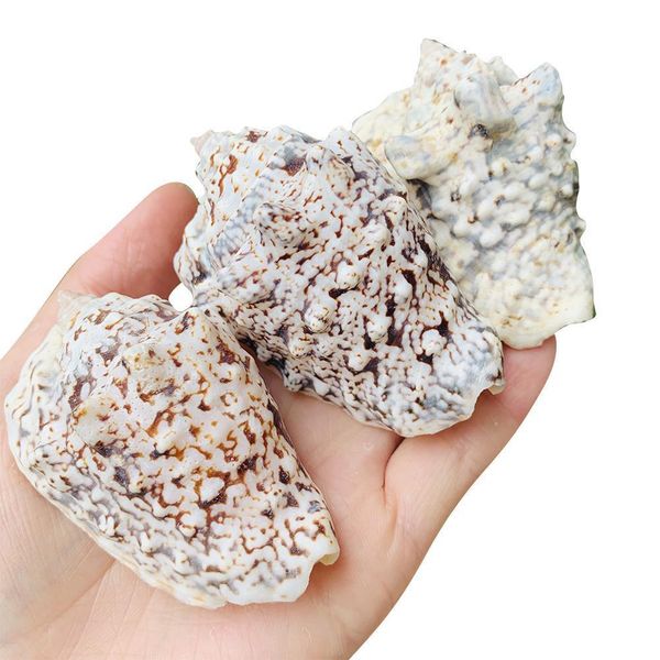 

6 8cm natural shell snail dragon head conch nautical home decor seashell specimen craft wedding decorations acquarium accessory h sqcrdr