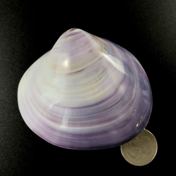 

1pc 6 8cm 3d natural purple sea shell beach decor seashell fish tank aquarium diy nautical home decor shells for jewelry making h wmtmph