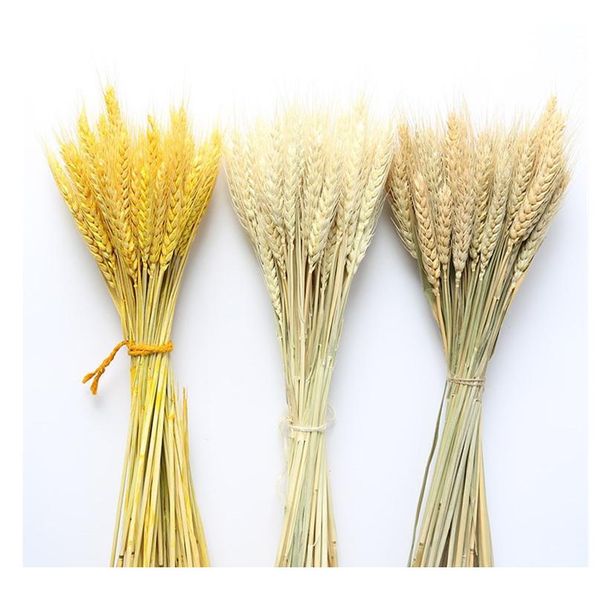 

real wheat ear flower decoration natural pampas rabbit tail grass dried flowers for wedding party diy craft scrapbook wmtbwl