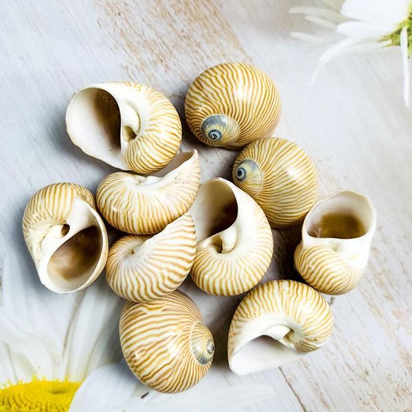 

5pcs 2 3cm natural fine lines conch shells nautical home decor specimen rolled shellfish hermit crab snail shell acquarium decor h jllbzu