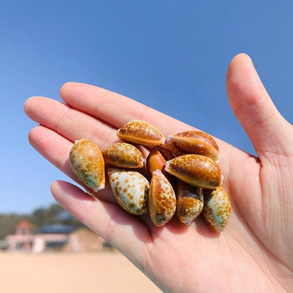 

5 10pcs marine aquatic beach border collection conch shell seashell conchs mollusks snails fish tank decor party diy landscap h wmtycr