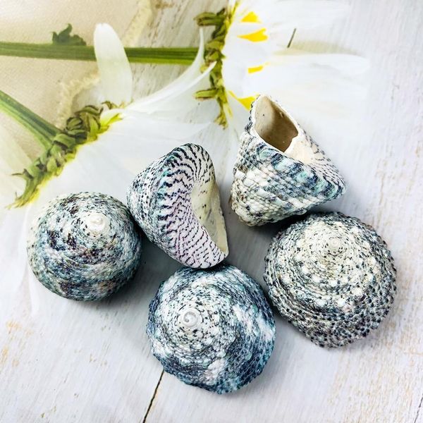 

2pcs 2 3cm green tower seashell snail green natural conch fish tank landscape shellfish hermit crab shell specimens decor craft h jllixd