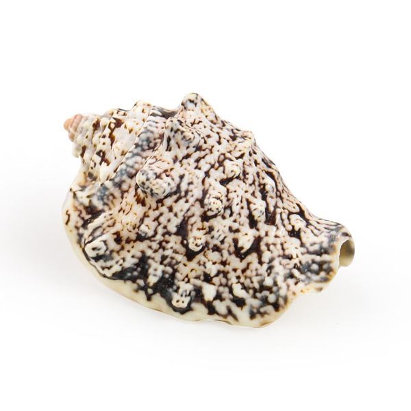 

strombus lobatus raninus polished sea shells approx weight 29g to 45g great for home tank decor display wedding h wmtnms