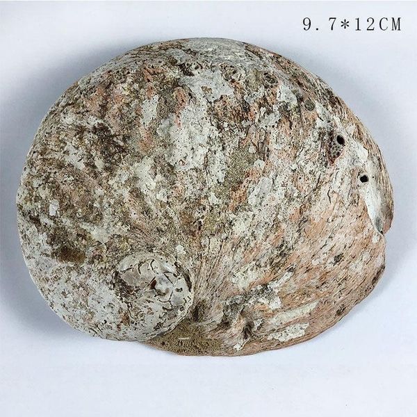 

11 12cm natural abalone shells seashell home aquarium landscape diy decor soap holder nautical home decor h jllgct