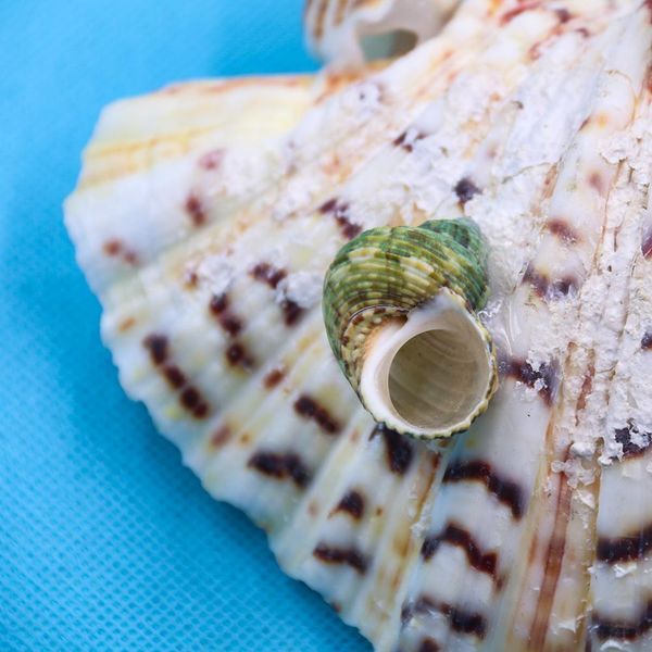 

natural scallop seashell clam crafts soap holder beach wedding decorations aquarium landscape decor shells for jewelry making h bbyinx