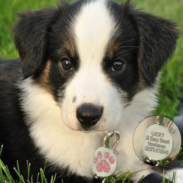 

dog tag engraved custom pet dog collar accessories personalized cat puppy id tag stainless steel bone paw name tags a sqcqde