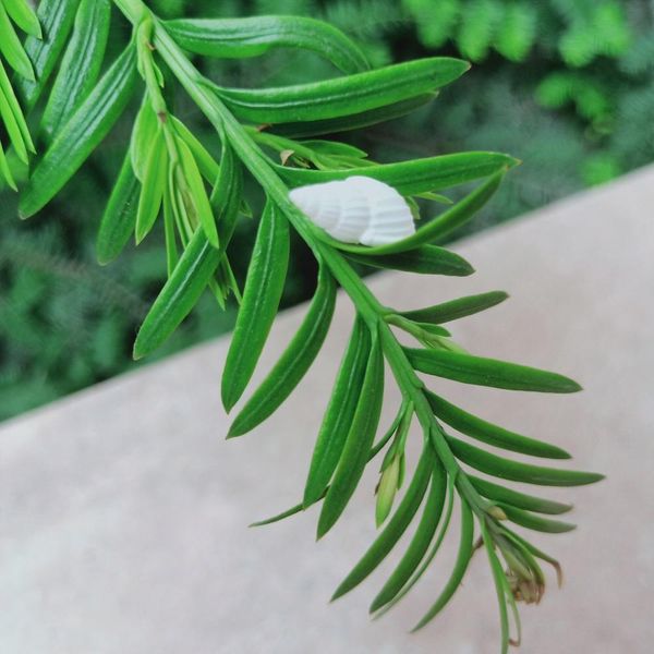 

100pcs natural snail shell aquarium decoration mini white conch seashell diy crafts for party beach wedding home decor nautical h sqcbur