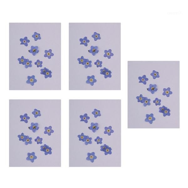 

50pcs forget-me-not real dried flower for resin casting nail art decoration1