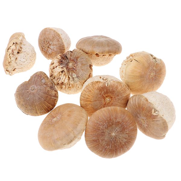 

fashion hanging ornaments mushroom style display decoration natural dried crafts vase decors 20-30mm