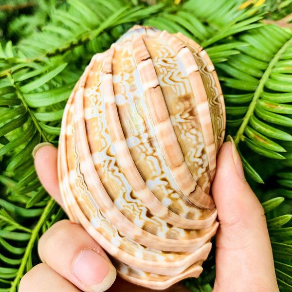 

7 10cm natural rare harp shell carambola conch seashell collectibles specimen mascot aquarium tank landscape nautical home decor h jlllka