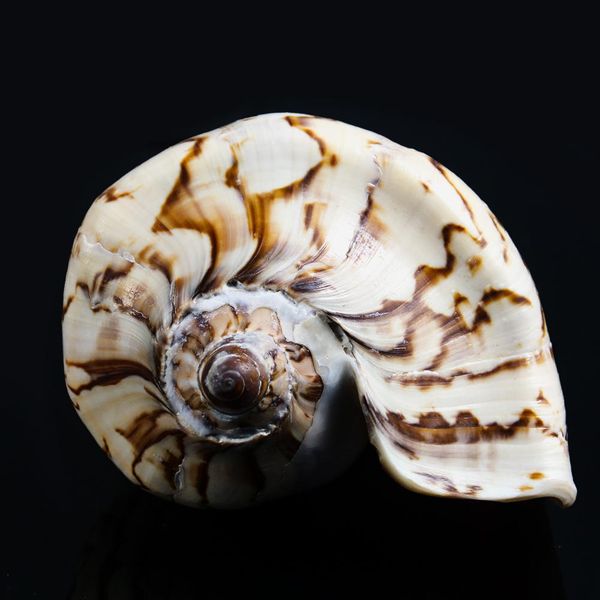 

13 16cm natural scenic conch landscape painting stripes snail seashells specimens wedding coastal home decor aquarium decoration h jlldcr