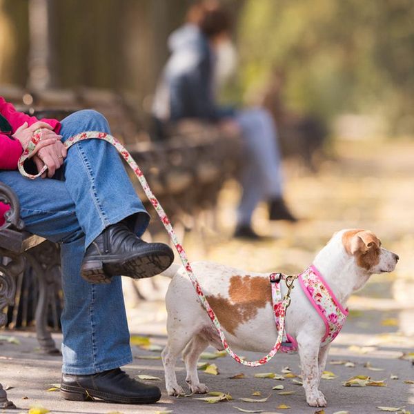 

cute printed dog harness leash set soft mesh pet puppy cat harness adjustable walking lead for small medium dogs cats c sqcbrv