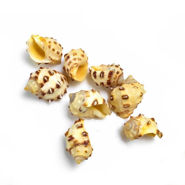 

2pcs 1.5 2cm natural lychee conch seashell spotted snail crafts specimen collectibles fish tank decoration aquarium accessories h jllezc