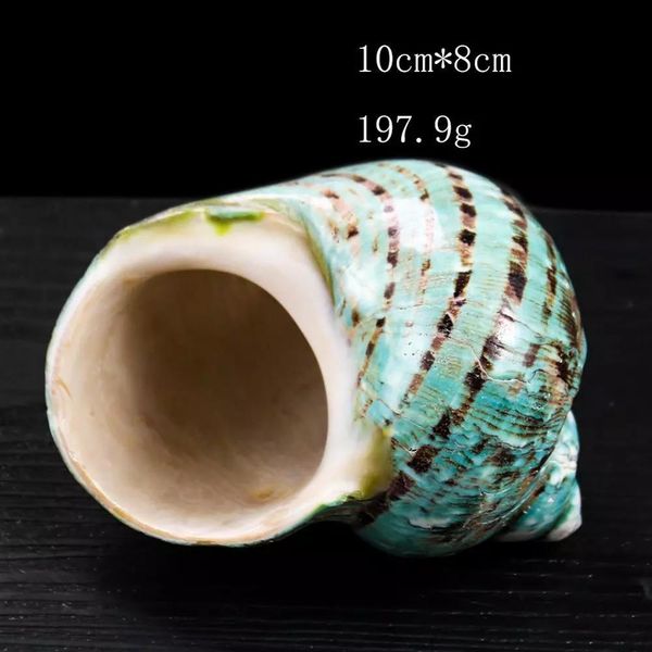 

8 12cm natural rare big conch shell green turbo nautical home decor collectibles specimen stripe snail seashell wedding decor h bbytex