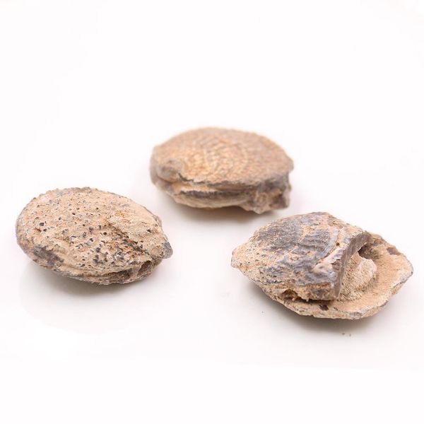 

5pcs lot natural clams shell raw stone shell stone nautical home decor animal stone specimen collectibles micro landscape decor h jllqdd