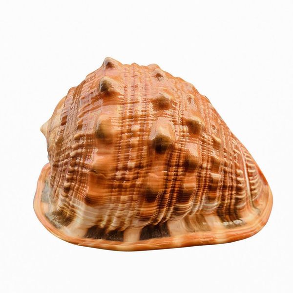 

natural big sea shells snail wanbao conch nautical home decor beach wedding decorations collectibles specimen aquarium landscape h jlljfr