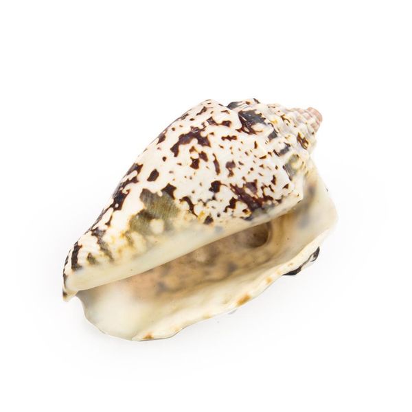 

6 8cm natural shell snail dragon head conch nautical home decor seashell specimen craft wedding decorations acquarium accessory h jllwfq