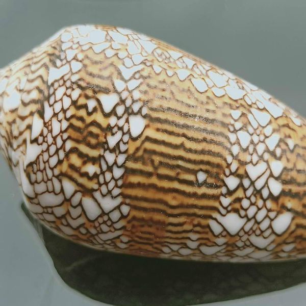 

6 7cm natural vase snail conch seashell nautical home beach wedding decoration specimen collectible fish tank aquarium decor h wmtemn