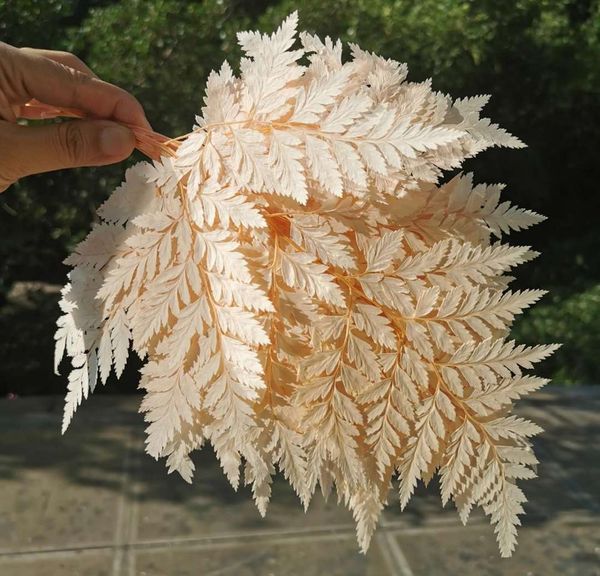 

ferns,eternal small/middle flower fresh y1128 accessories size wedding preserved for home leaves fiddlehead decoration 10pcs,natural wmtbc