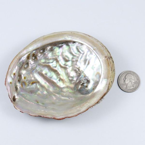

natural abalone shells office decoration home aquarium landscape sundries storage box diy decor soap holder 115mm h wmtifa