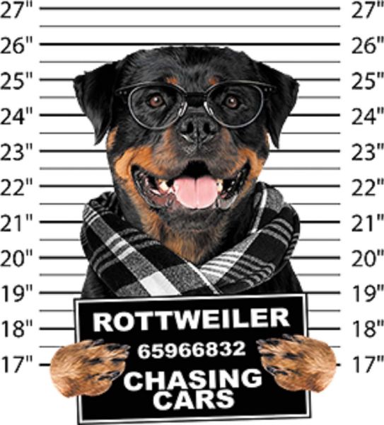 

rottweiler mug ssize youth small to 6 x large pick your size fashion printed custom design sport hooded sweatshirt hoodie men t shirt