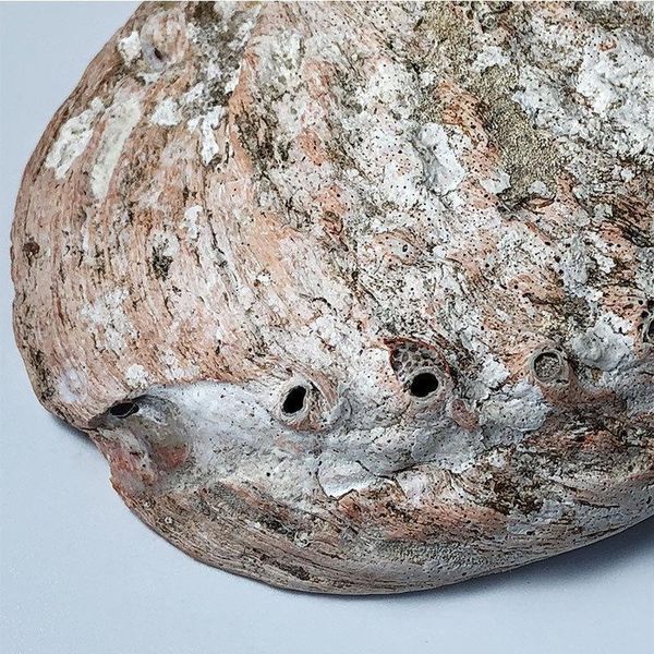 

11 12cm natural abalone shells seashell home aquarium landscape diy decor soap holder nautical home decor h wmtpdn