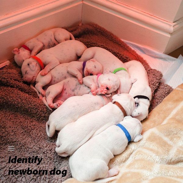 

12 pcs/set puppy newborn pets identify collars adjustable nylon small pet dog collars kitten necklace whelping puppy collars wmtcdz mywjqq