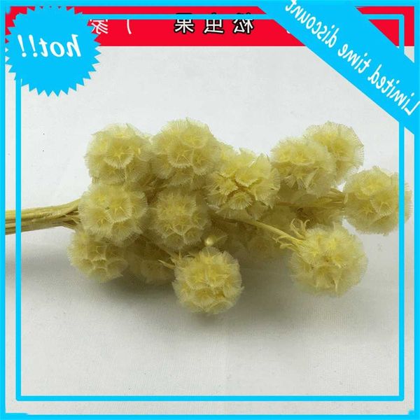 

yunnan immortal diy material dried true pine insect windmill fruit preserved flower