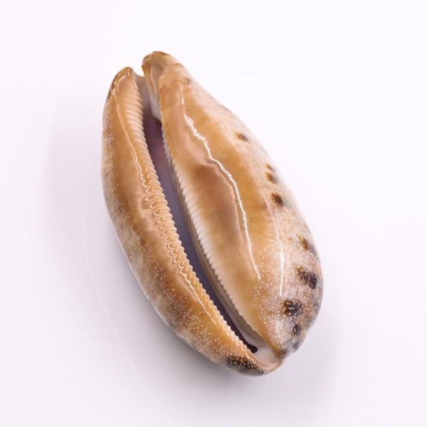 

nautical home decor natural conch snail seashells specimen tabby spiral shell collectibles beach wedding decor ornaments h wmtsei