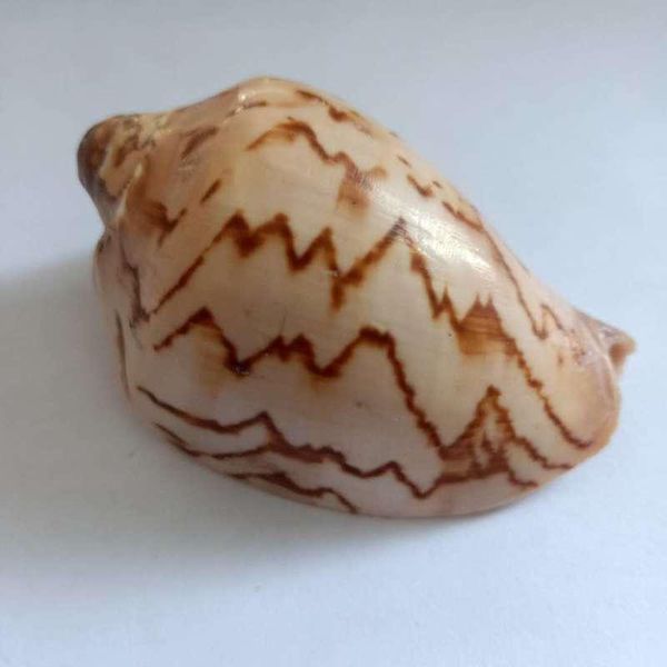 

mediterranean natural shell conch decor nautical beach wedding decorations jewelry diy ocean seashell cowrie shells crafts h jllijh